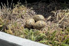 Our returning guest's nest