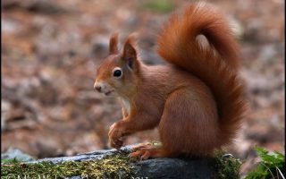 Red Squirrel